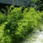 植栽剪定前③