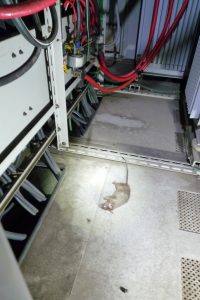 受変電設備ネズミ