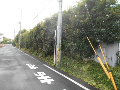 生垣と雑草が生い茂って道路にはみ出してしまっています