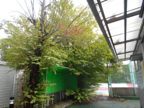 枝葉が密集して高く伸び、シート倉庫の上部や側面を囲むように茂っています