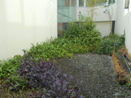 中庭の壁際に沿って雑草が繁茂し、全体が囲われてる状態です