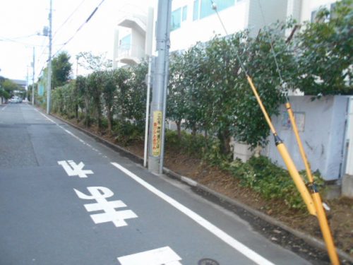 はみ出していた生垣と雑草が整い、爽やかな景観になりました