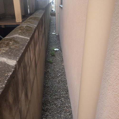 雑草が生えています