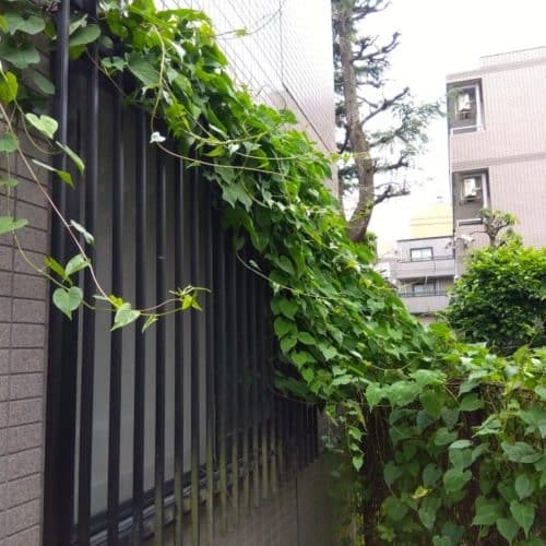 ツルが鉄扉を覆い、一部隠れてしまっている画像