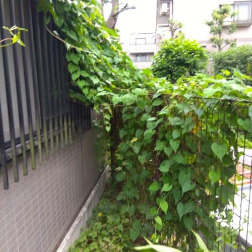 フェンスから鉄扉にかけてツルが伸び絡まっている画像